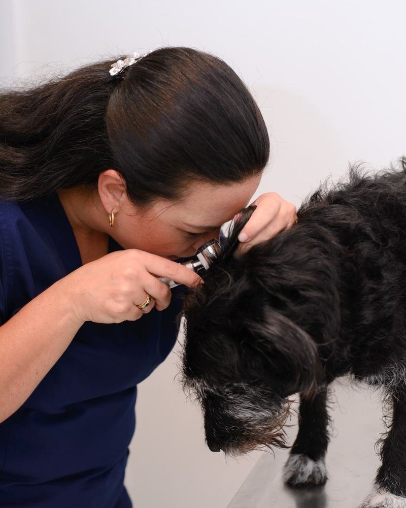 Dra. Ana Clara examinando o ouvido de um cachorro